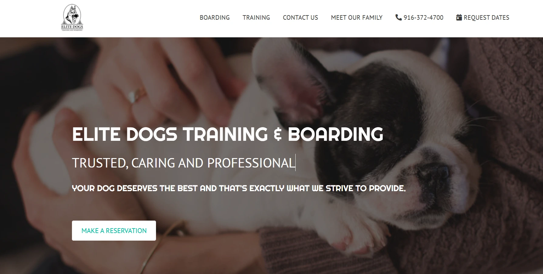 the best dogs camp near me for 2025-loldogcat