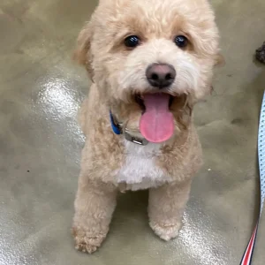 Australian Labradoodle Pictures-loldogcat